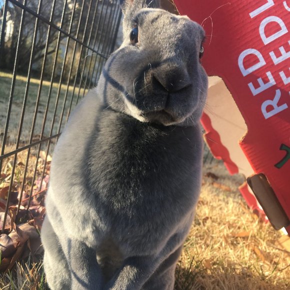 Meet your Posher, Bunny B - Picture 1 of 7